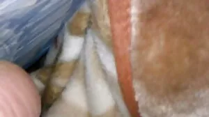 సాష రోజ్