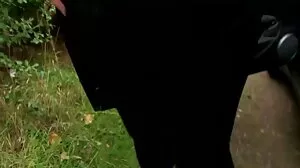 చోలే చెర్రీ